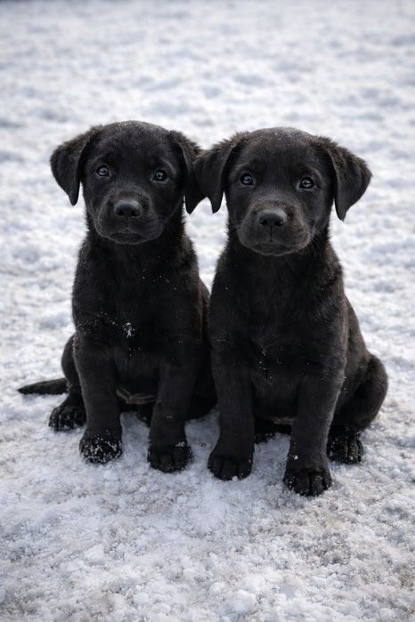 Родословные Лабарадоры