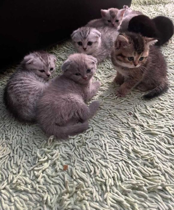КОТЯТА Скоттиш-Страйт Вислоухие Скоттиш-Фолд