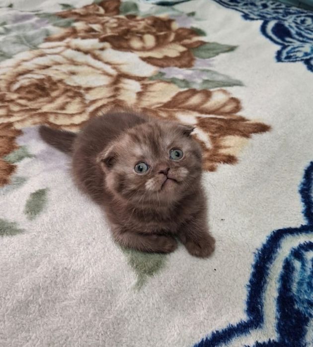 Шоколадный шотландский котенок.