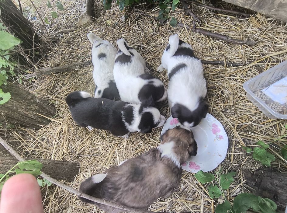 Căței de donat fătați în data de 30 aprilie, mama se poate vedea in poze.