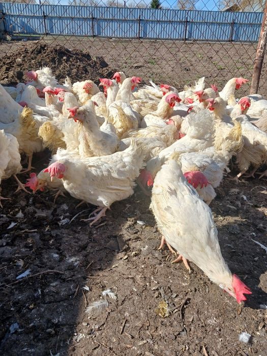 Куры несушки коралл ник