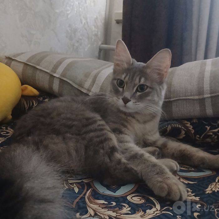 Отдаю кошку даром.
