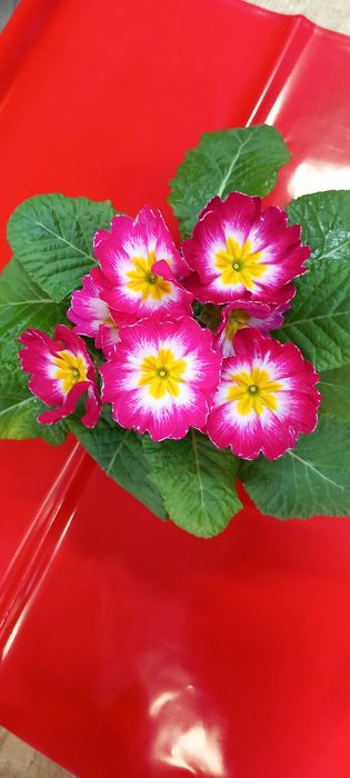 Иглика -многогодишна