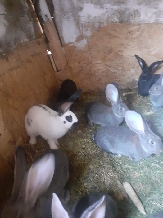 Iepurii de rasă de vânzare