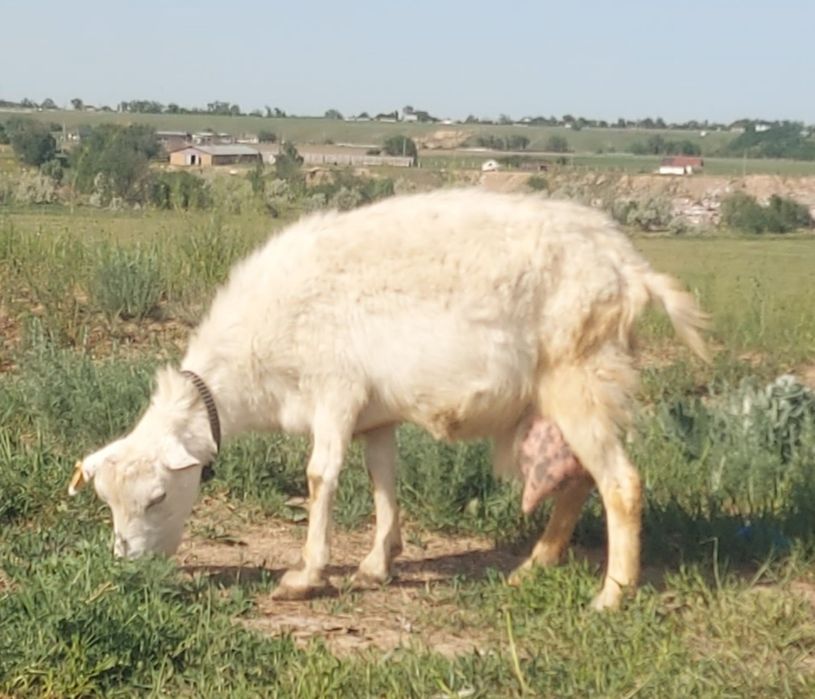 Козы заайнинские (дойные)