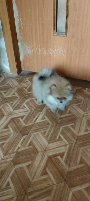 Продам щенка померанский шпиц