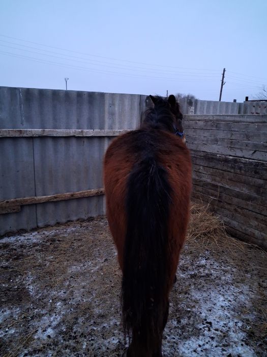 Тай еркек. Сатылады