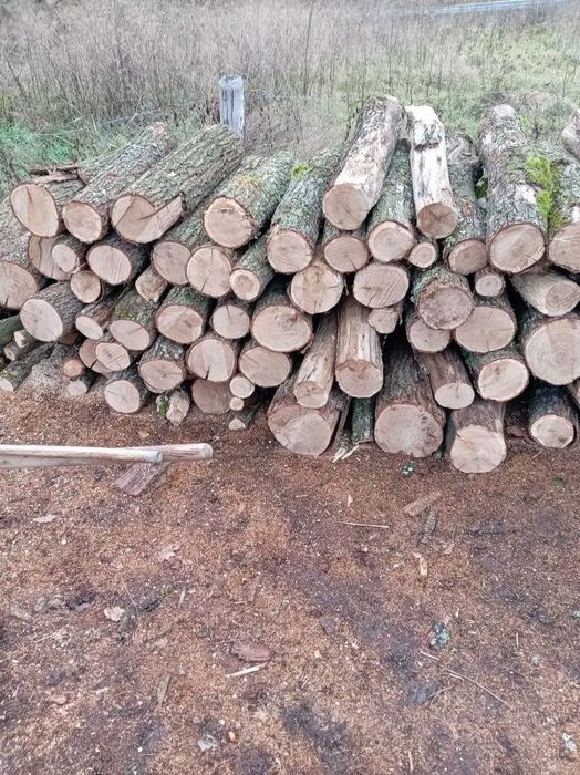 Stejar si carpen uscat si verde