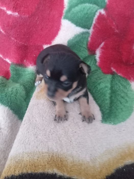 Продам МИНИ той-терьеров