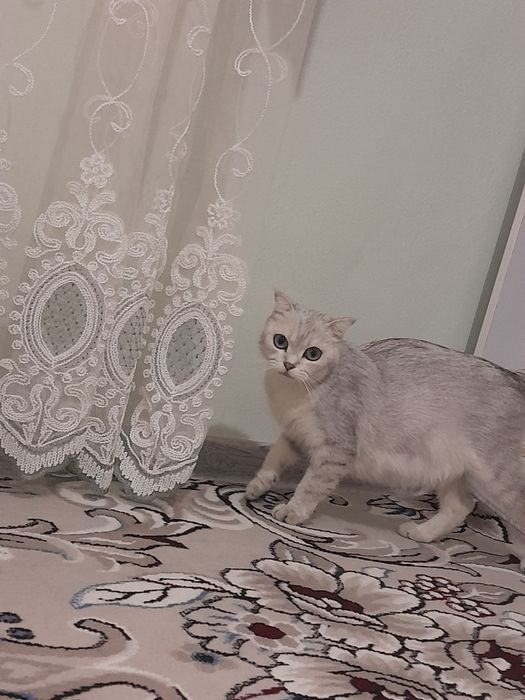 Seribristit shinshila