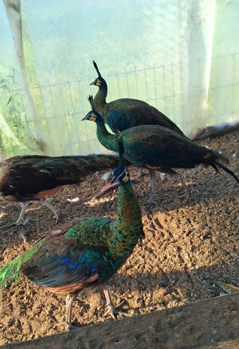 Masculi de  Verde, Java-Muticus !