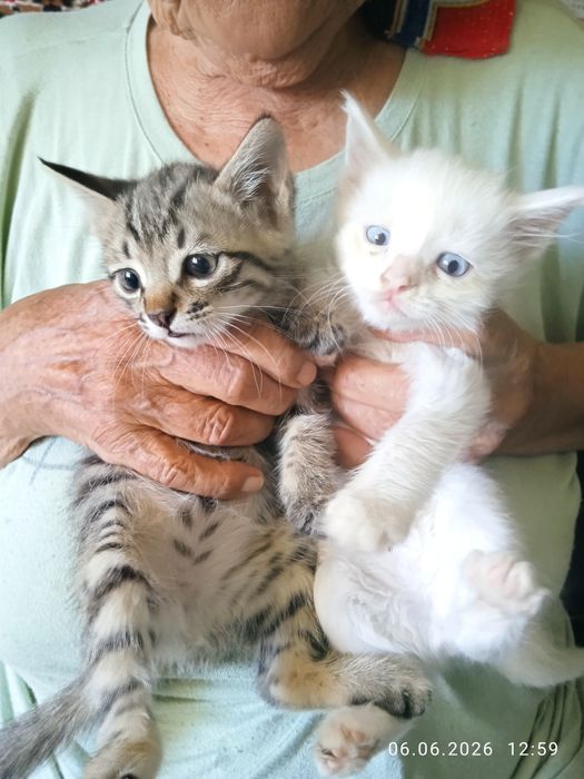 Продам котят 41 день . Британцы.