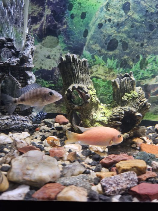 Продам или обменяю рыб