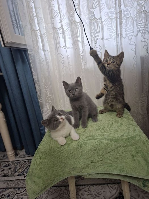 Кошка продаётся скотш страйит зоттор мушук