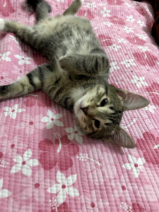 котенок в добрые руки
