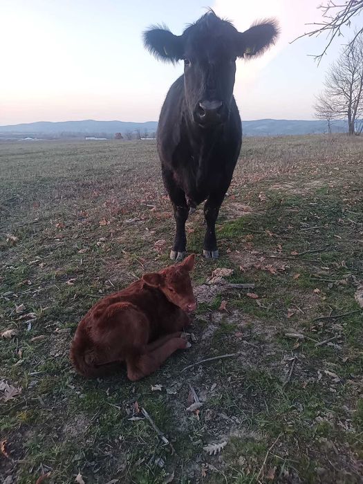 Vaci Black Angus cu pedigree + vițel - recent fatate
