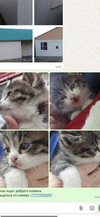 Котята милашные и чистые