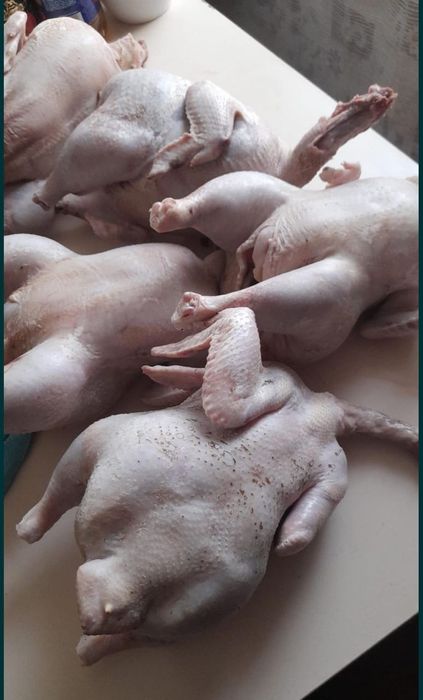 Продам мясо бройлеров