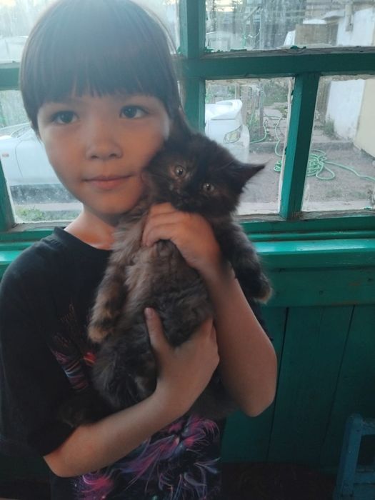 Отдам котят в добрые руки