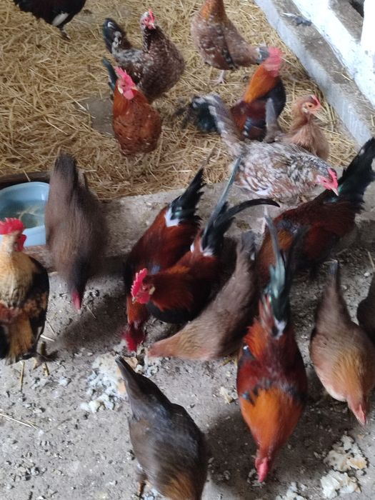 Gâinuși și Cucoșei  Americani