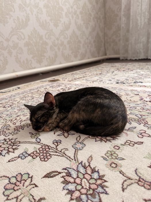 Отдам в добрые руки котенка