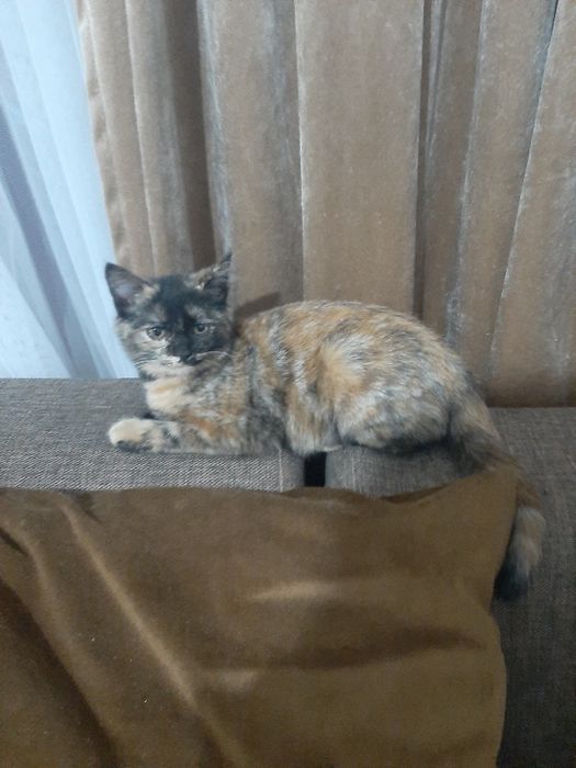 Катёнок домашний