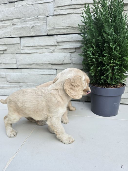 Чистокръвни Кокер Шпаньоли