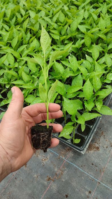 Rasaduri de legume la comanda, rosii, ardei, pepene altoit, varza