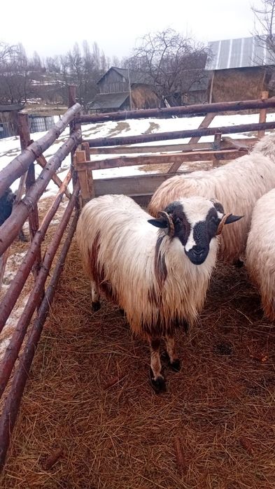 Vând berbecuț de 9luni