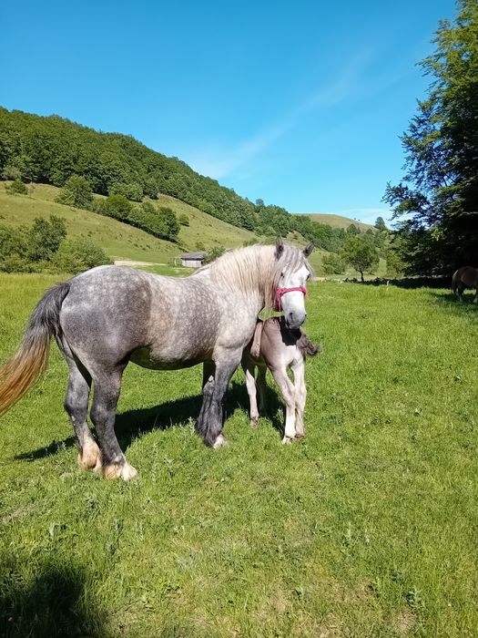 De vânzare doua iepe cu manzi,și un armasar!