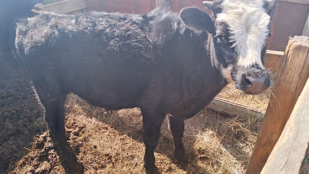 Продается  бычок