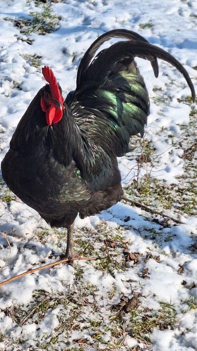 Разплодни яйца от черен австралорп