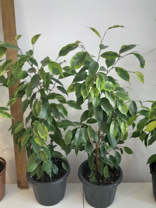 Фикусы Бенджамина,  4000