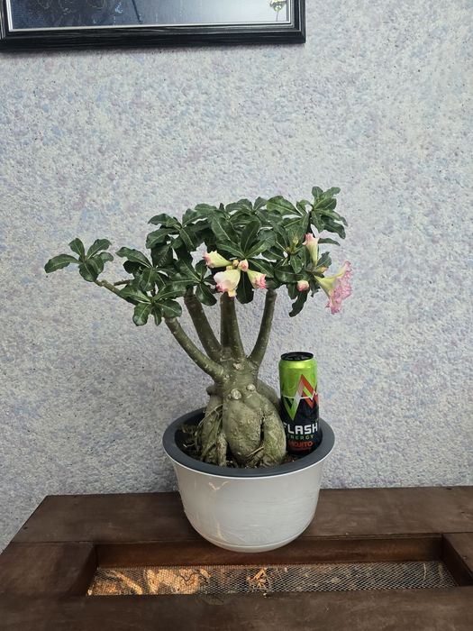 Адениум шикарный огромный