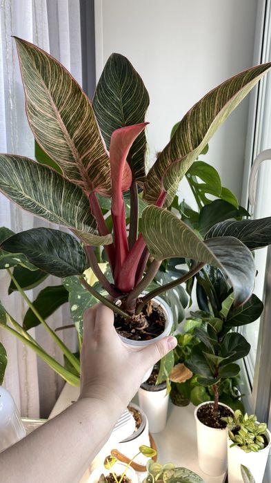 Филодендрон биркин пинк