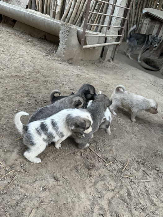 Лайка  зсл чисто кровый