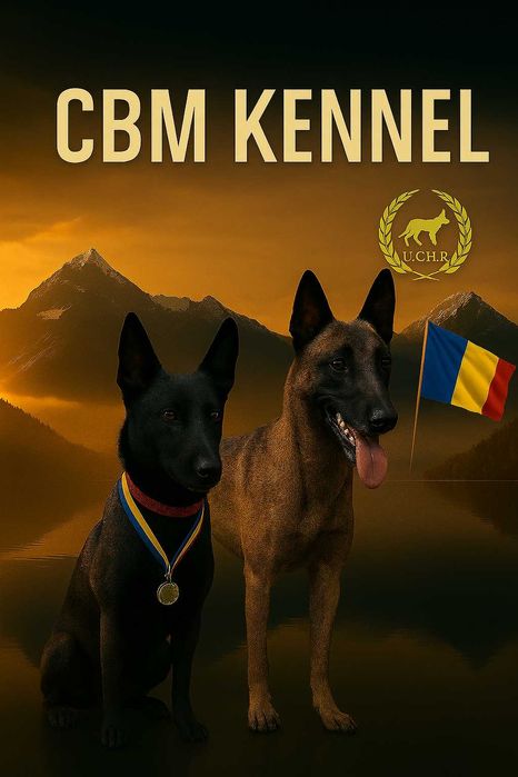 Ciobanesc belgian Malinois cu pedigree
