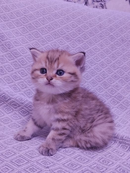 Британские котята шиншилла