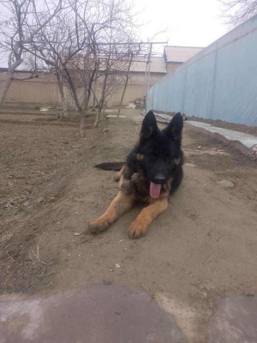 немецкий афчарка