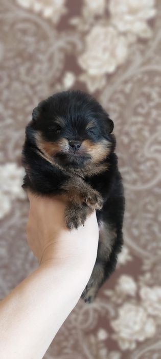 Шпицы черно подпалый окрас