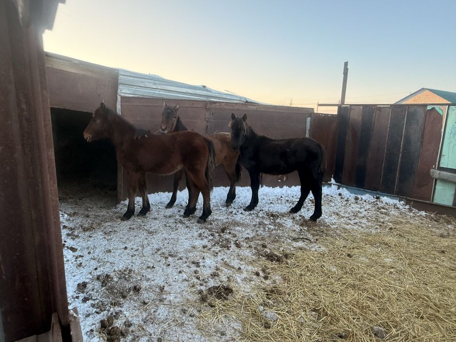 Продам жеребят на согым