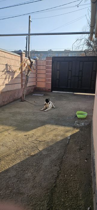 Күшік сатылады Алабай