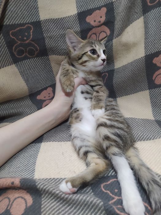 Продаются милые игривые кошечки