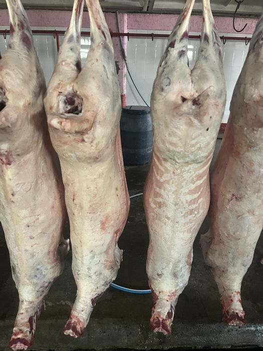 Кой ети сатылады !