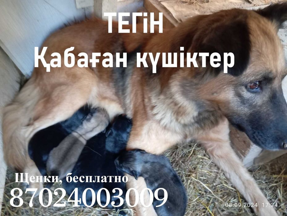 Щенки, бесплатно Тегін қабаған күшіктер!