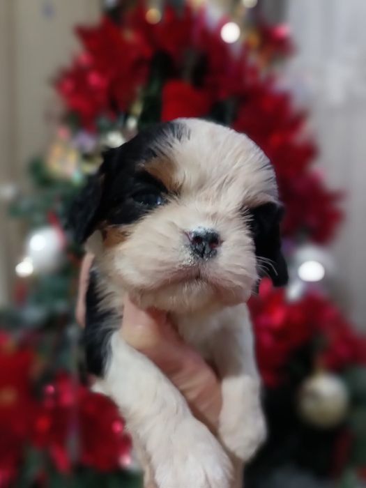 Кавалеры щеночки