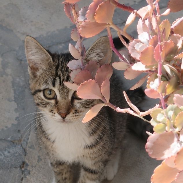 Котенок мальчик в добрые руки! 3,5 месяца.