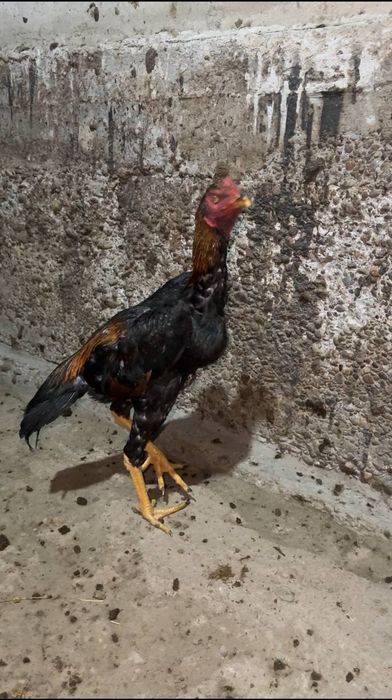 Xòroz aprelski 7 oylik