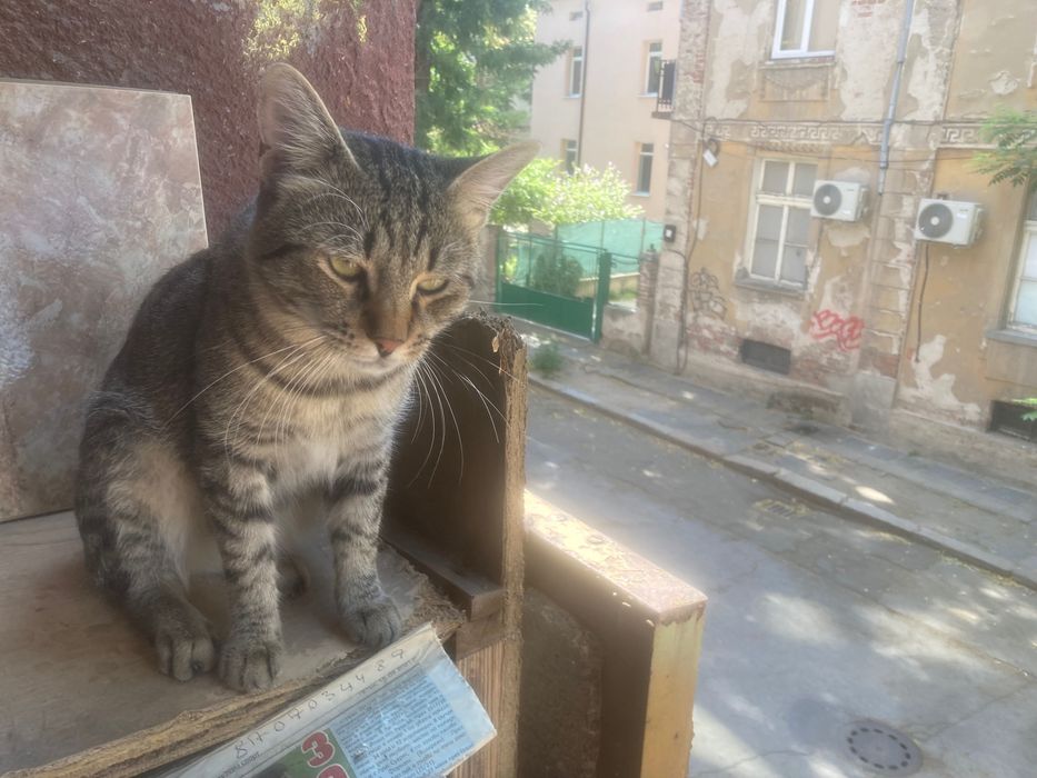 Млад котарак търси дом
