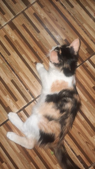 Отдам котята даром